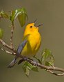 _4SB1441 prothonotary warbler